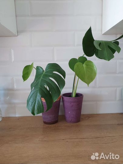 Комнатные цветы. Монстера