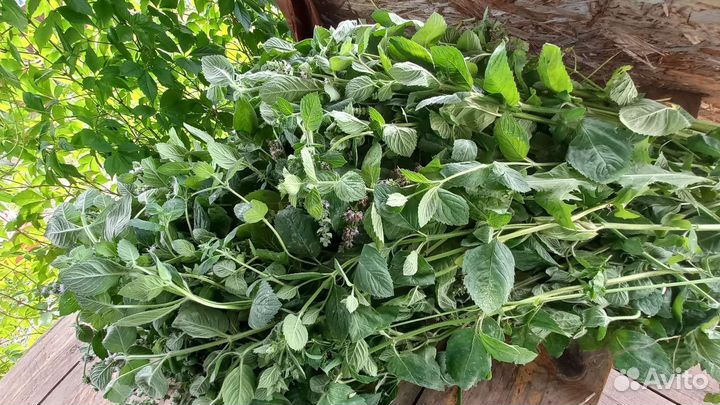 Мята сушеная