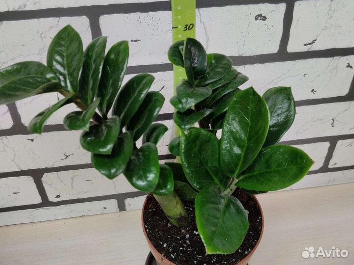 Замиокулькас зензи