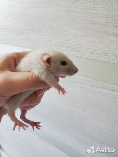 Крыса дамбо сиамская