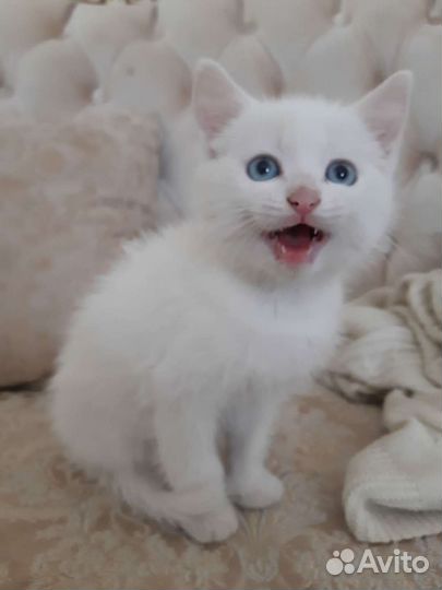 Котёнок с улицы ищет дом