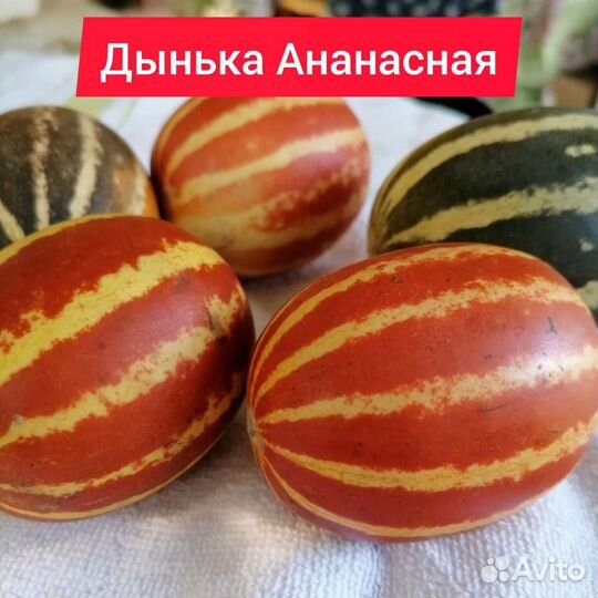 Мини Дынька семена