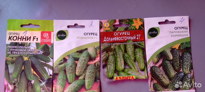 Рассада огурцов