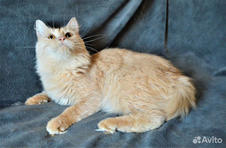 Красавец Даня из приюта ищет семью