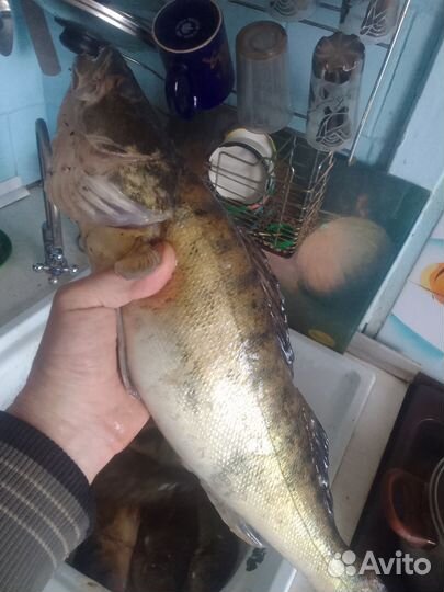 Продам рыбу.разная