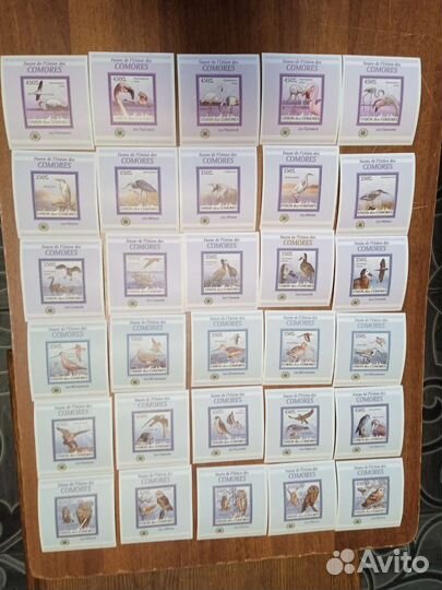 Чистые блоки фауна