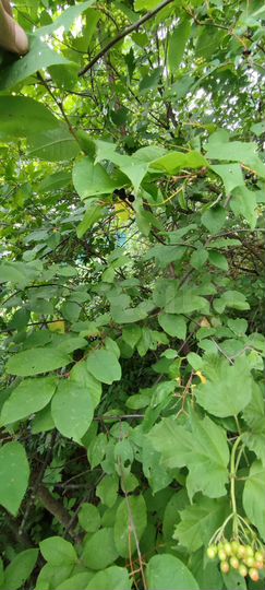 Участок 12 сот. (СНТ, ДНП)