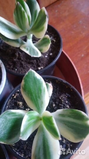 Красула вариегатная