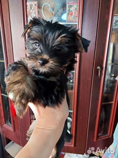 Щенки йорка