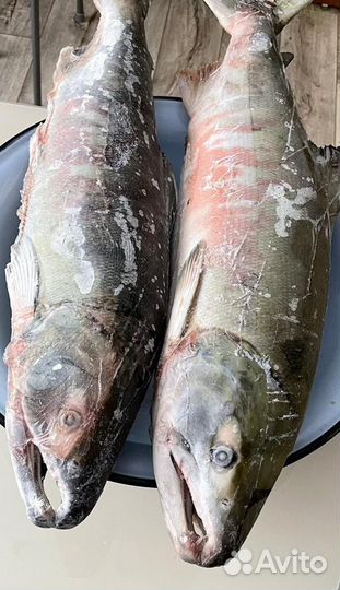 Кета 2024 рыба