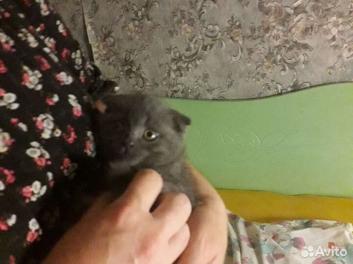 Шотландская вислоухая кошечка