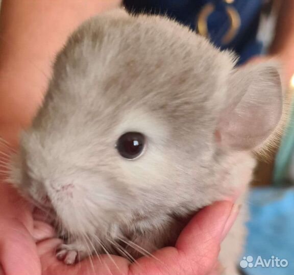 Малышки Шиншишки