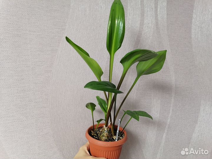 Дримиопсис макулата,колеусы,седум, Аглаонема