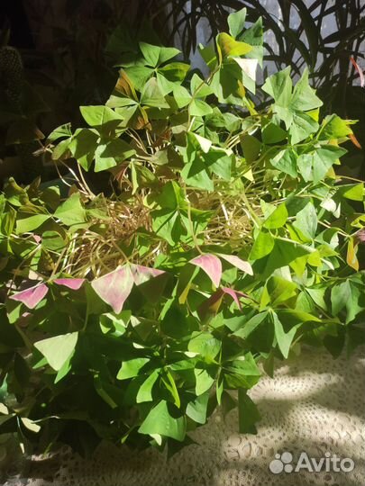 Кислица оксалис