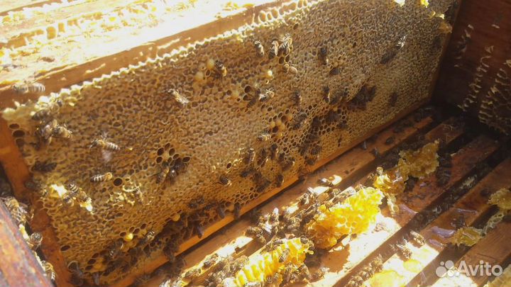 Мёд с личной пасеки