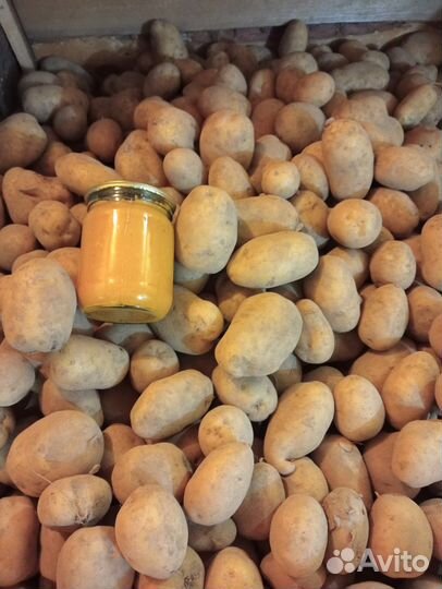 Картофель крупный
