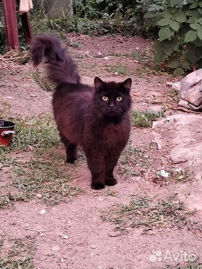 Котики в добрые руки