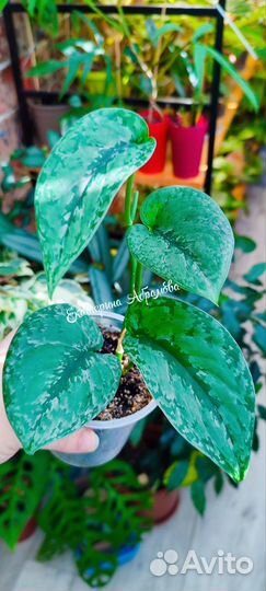 Сциндапсус Сплеш Блю (Splash Blue)