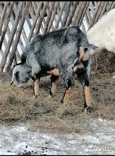 Англо нубийский козел