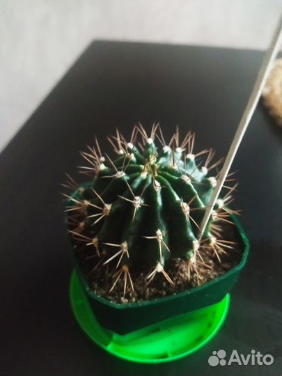 Кактусы- Эхинопсис, Маммиллярия