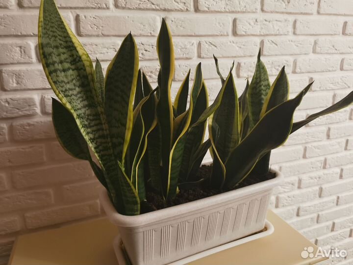 Сансевиерия