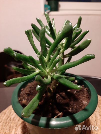 Комнатные растения цветы