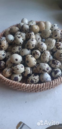 Яйца перепелиные домашние