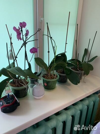 Фикусы монстера