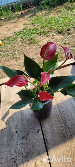 Антуриум лили ред