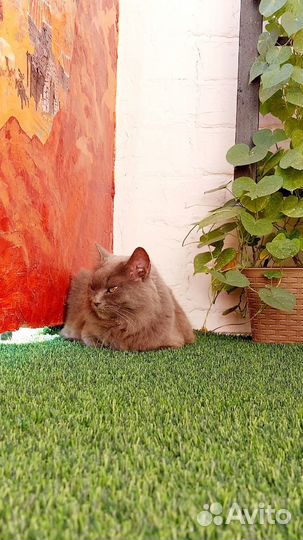 Искусственный газон в рулоне