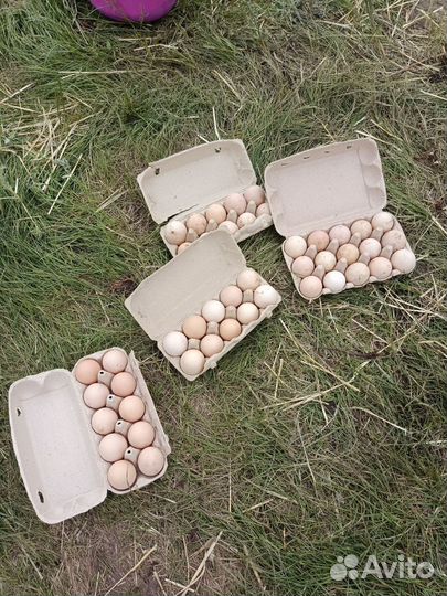 Куры несушки