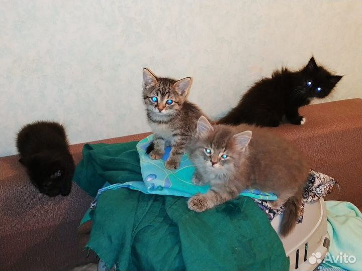 Сибирские котята