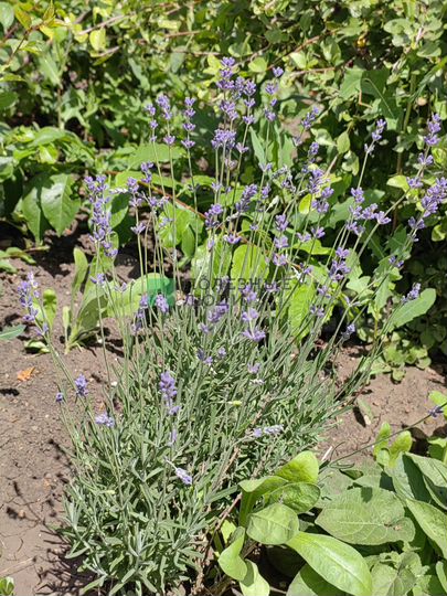 Таунхаус 63,1 м² на участке 13,3 сот.