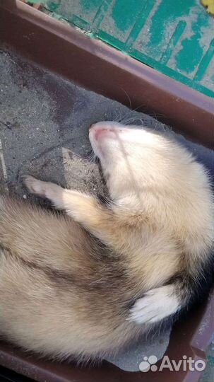 Хорек мальчик