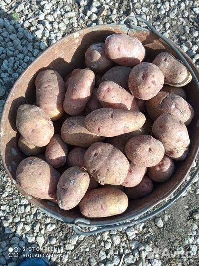 Семенной картофель