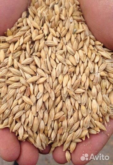Зерно ячмень