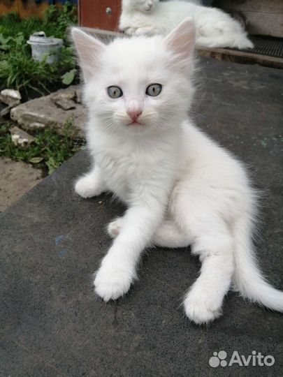 Отдам в дар котят