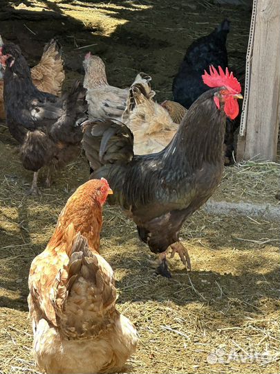 Куры несушки