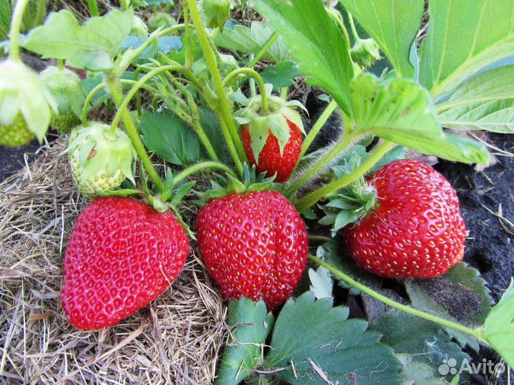 Саженцы ремонтантной клубники