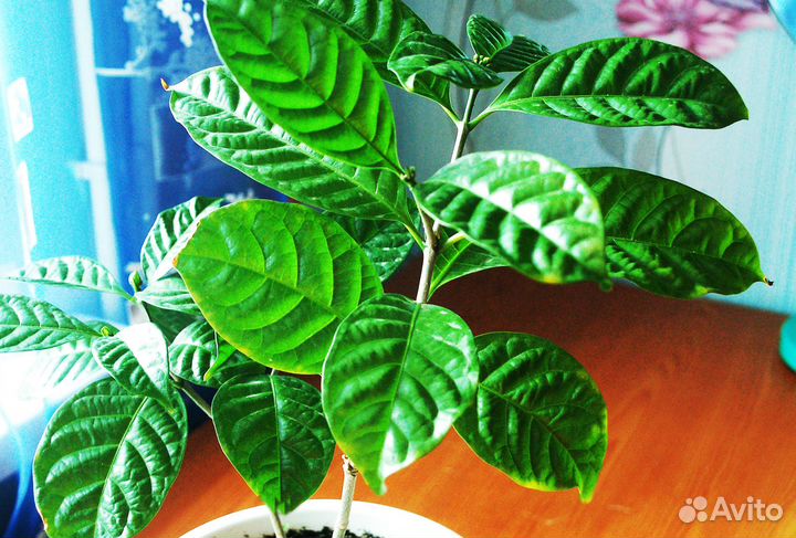 Табернемонтана