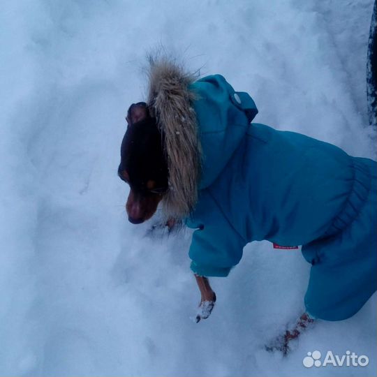 Комбинезон зимний на маленьких собак