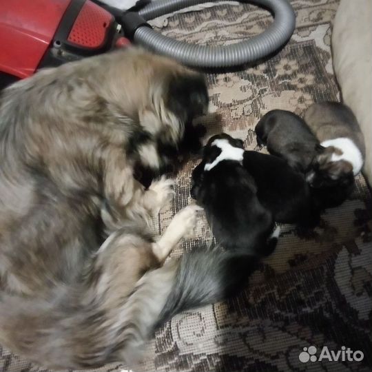 Собака в добрые руки отдам бесплатно щенки