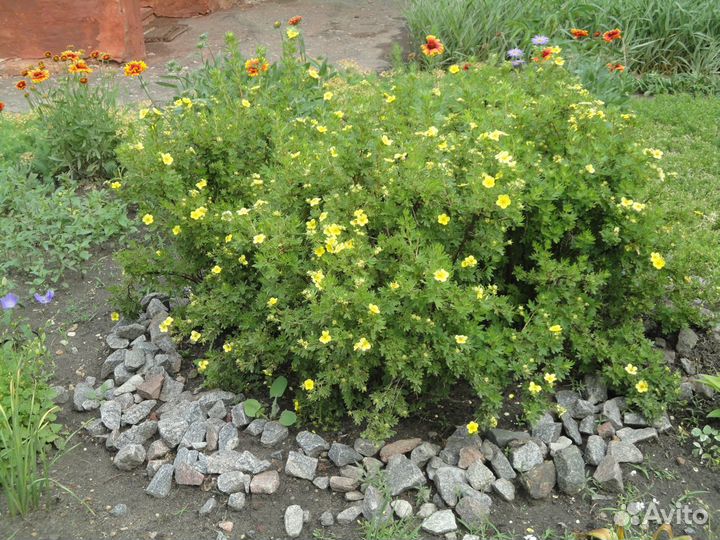 Лапчатка кустарниковая