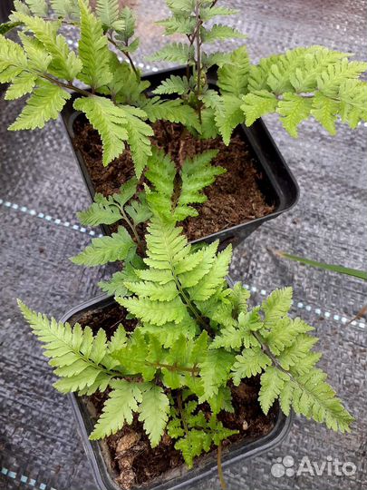 Брунеры, купена, кочедыжник и др