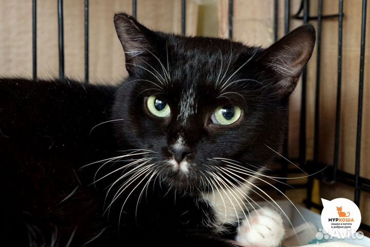 Очаровательная кошка Джулия, 5 лет