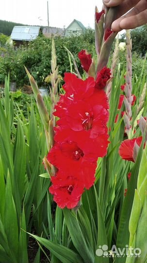 Гладиолусы луковицы
