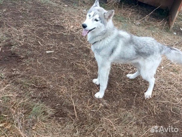 Собака сибирский хаски