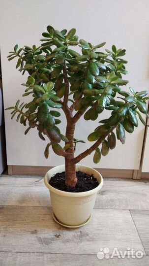 Толстянка, денежное дерево, алоэ