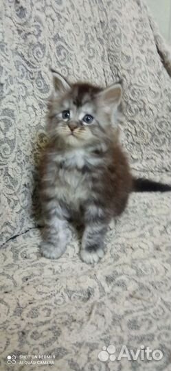 Котёнок девочка мей-кун