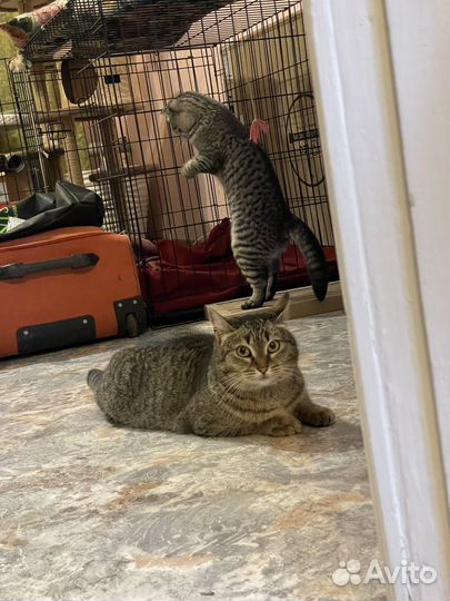 Кошка в дар